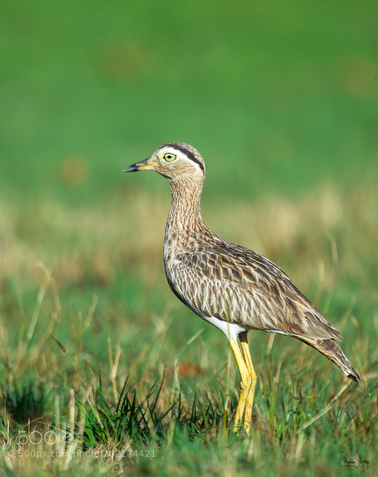 Nikon D4 sample photo. Double-striped thick-knee photography