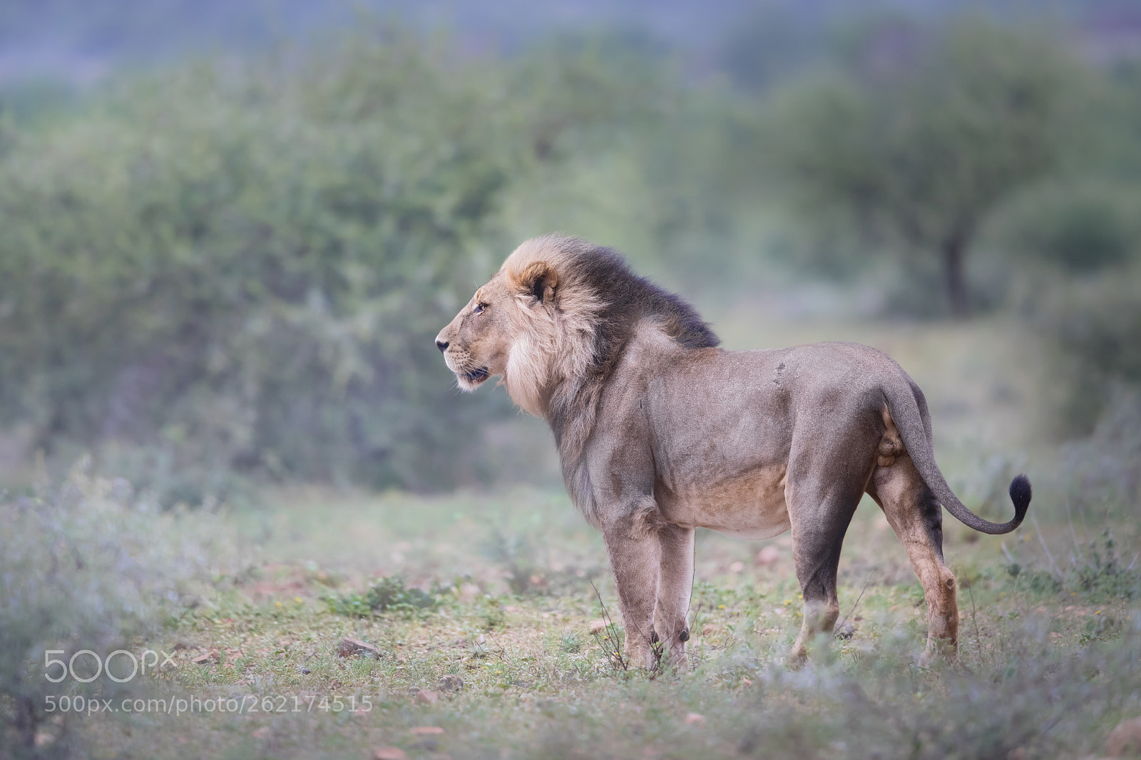 Canon EOS 5D Mark IV sample photo. Male lion at limpopo-lipadi photography