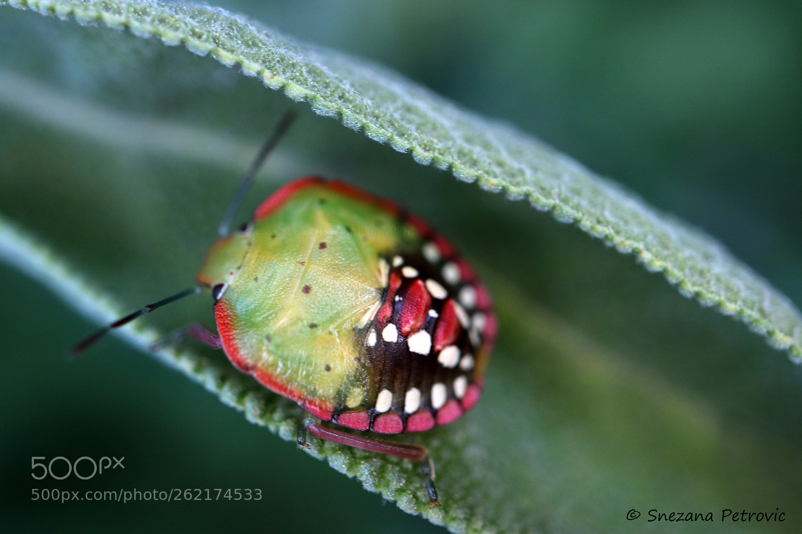 Canon EOS M3 sample photo. Colorful bug photography