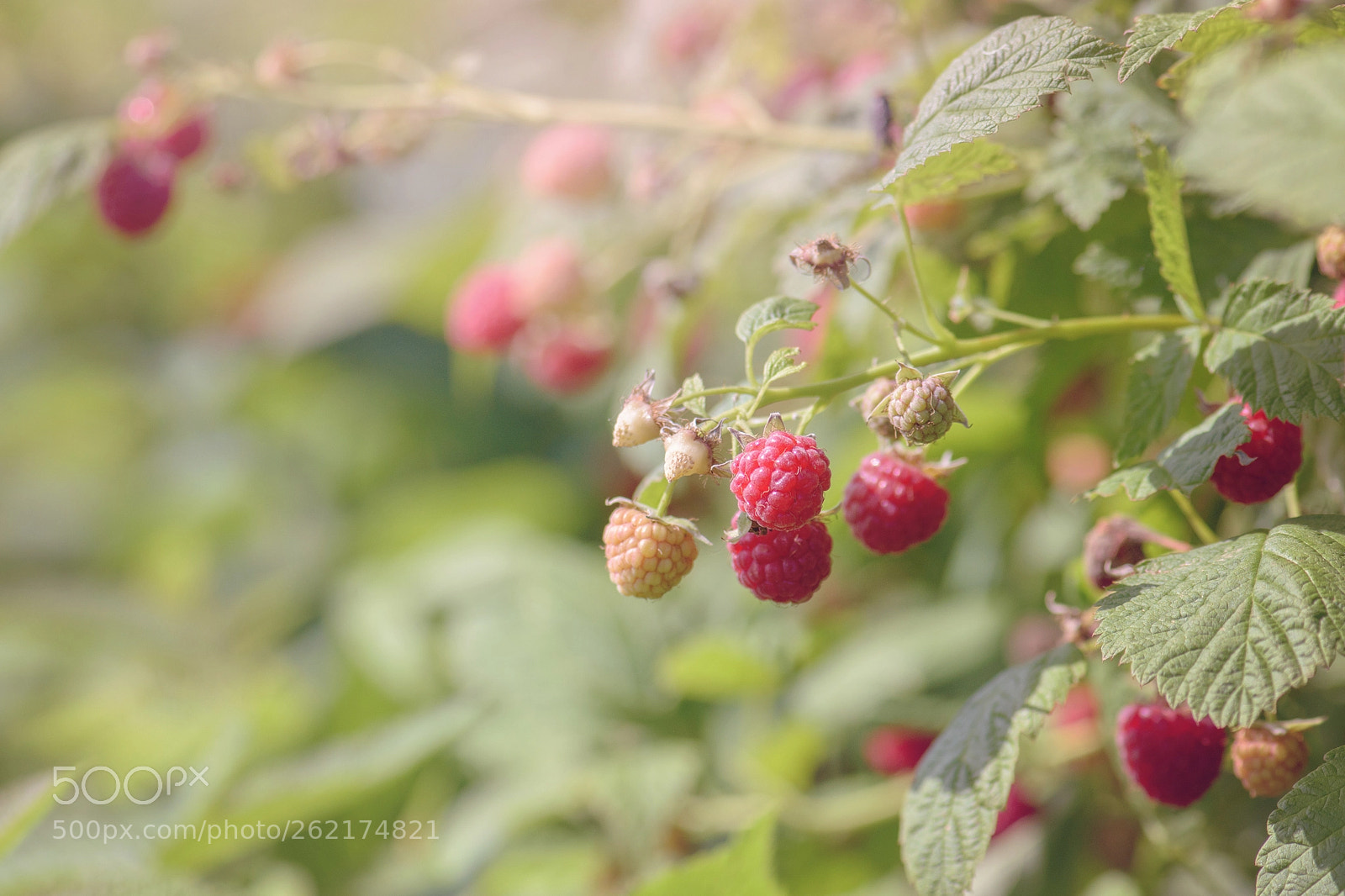 Nikon D5500 sample photo. Raspberry patch photography