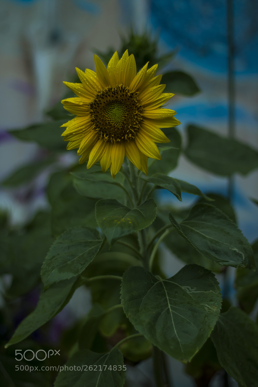 Canon EOS 750D (EOS Rebel T6i / EOS Kiss X8i) sample photo. Sunflower photography