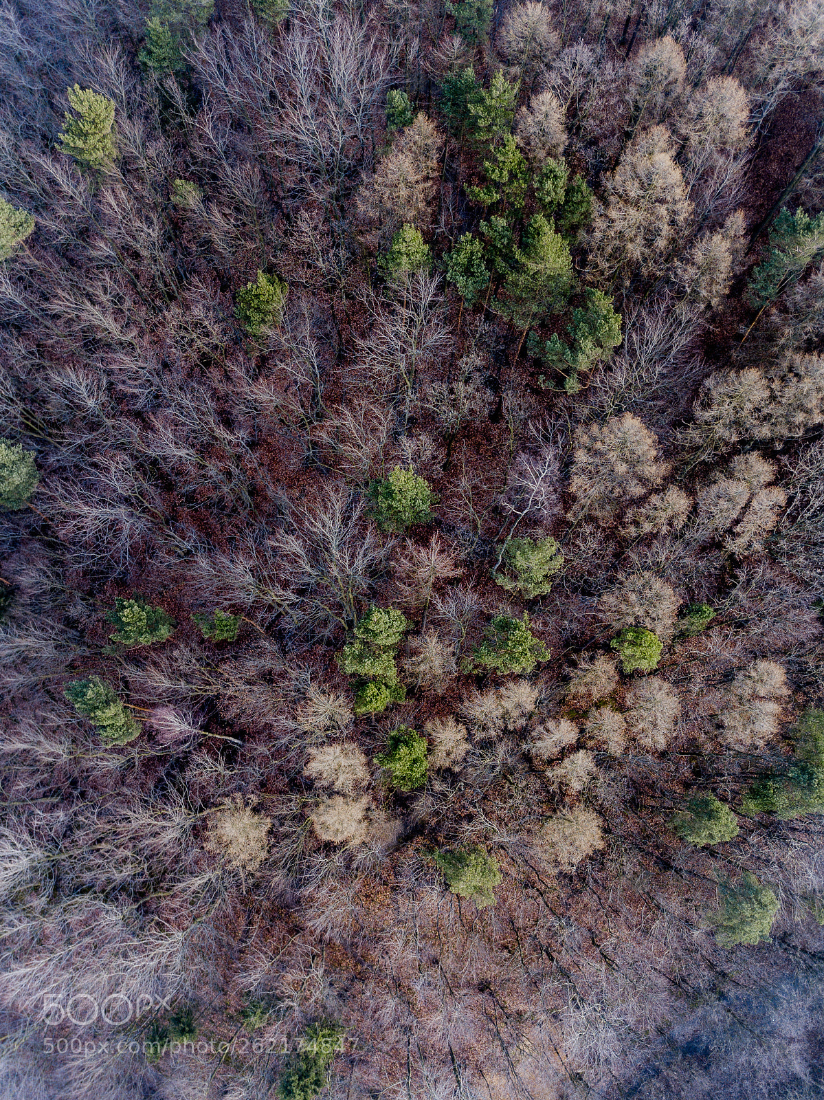 DJI FC220 sample photo. Foresttopdown photography