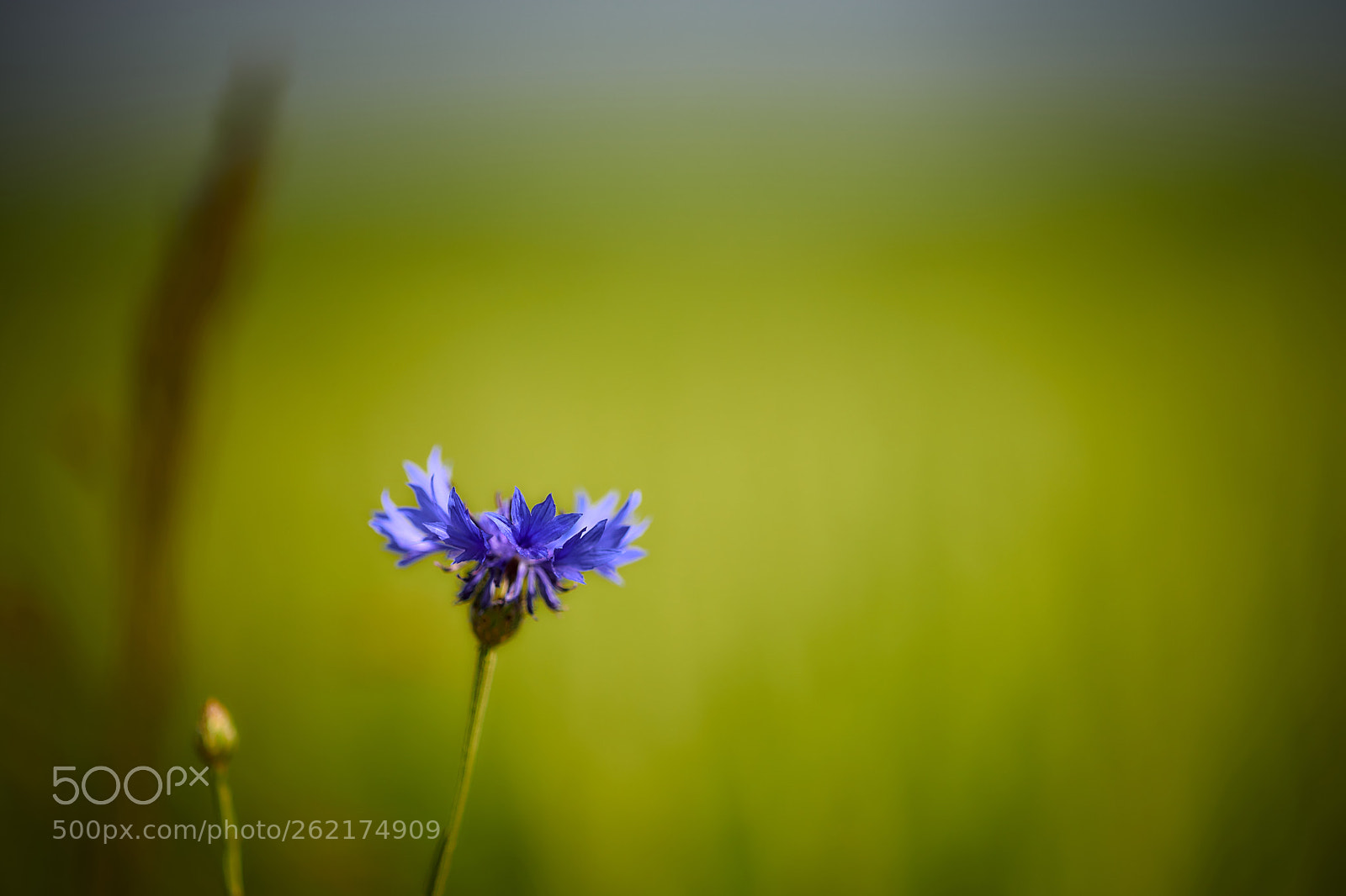 Nikon D850 sample photo. The blue & green photography