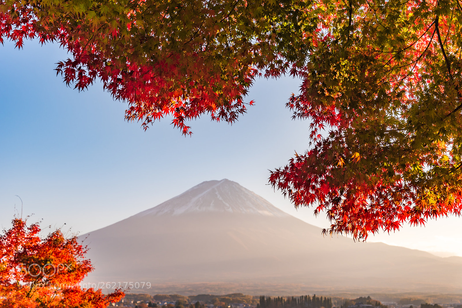 Nikon D750 sample photo. Mount fuji with maple photography