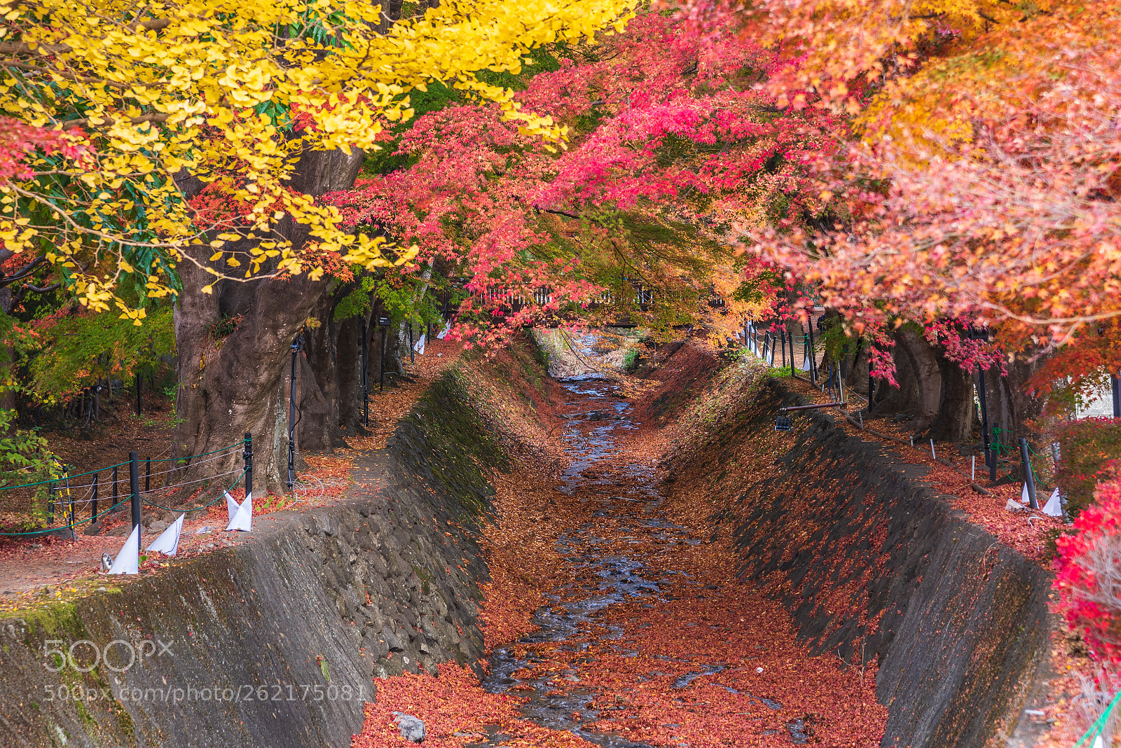 Nikon D750 sample photo. Maple corridor momiji tunnel photography