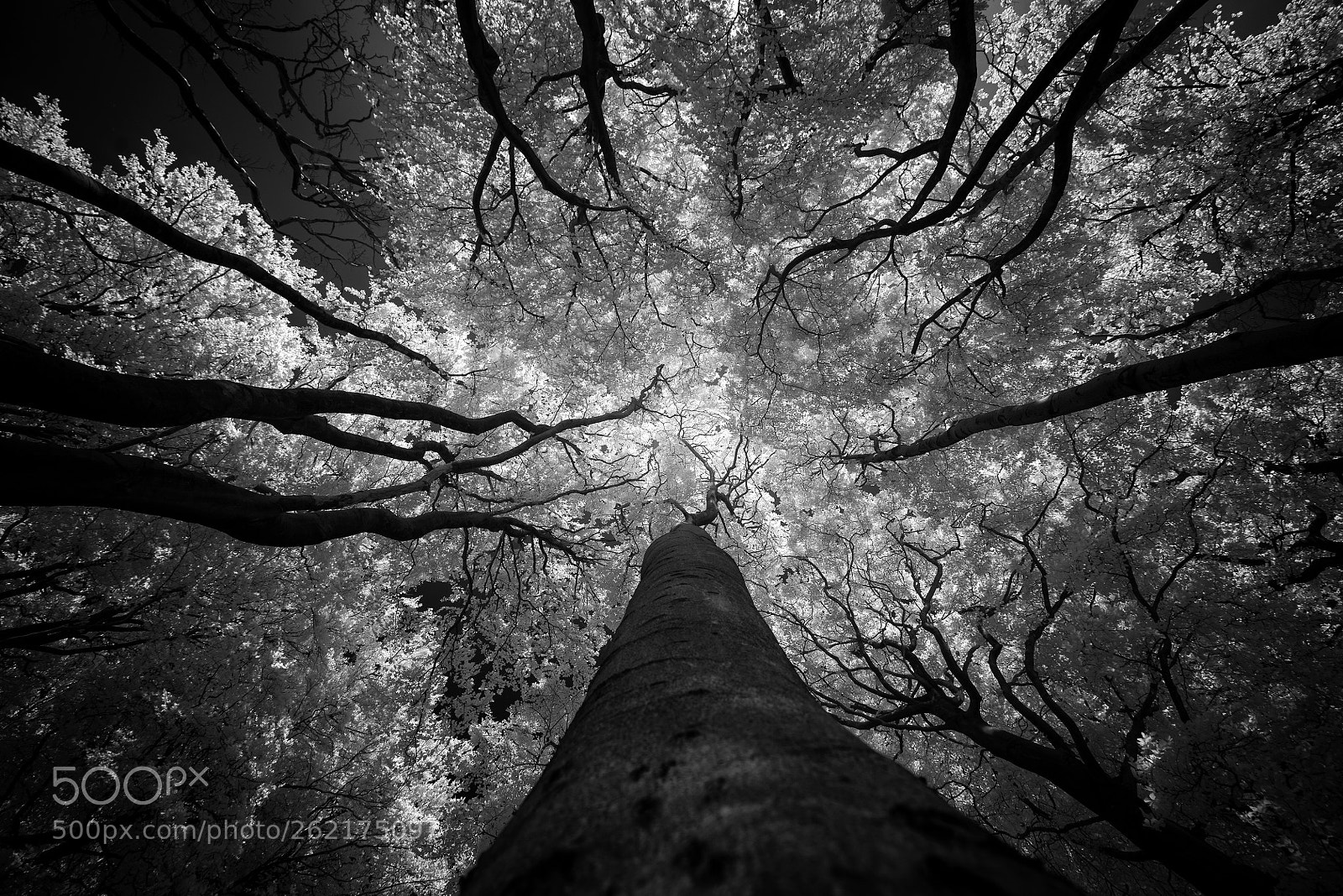 Sony a7R sample photo. Canopy photography