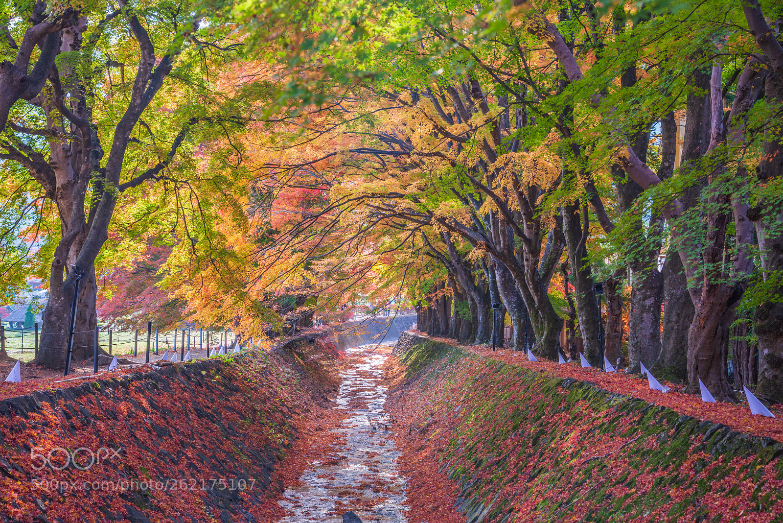Nikon D610 sample photo. Maple corridor momiji tunnel photography