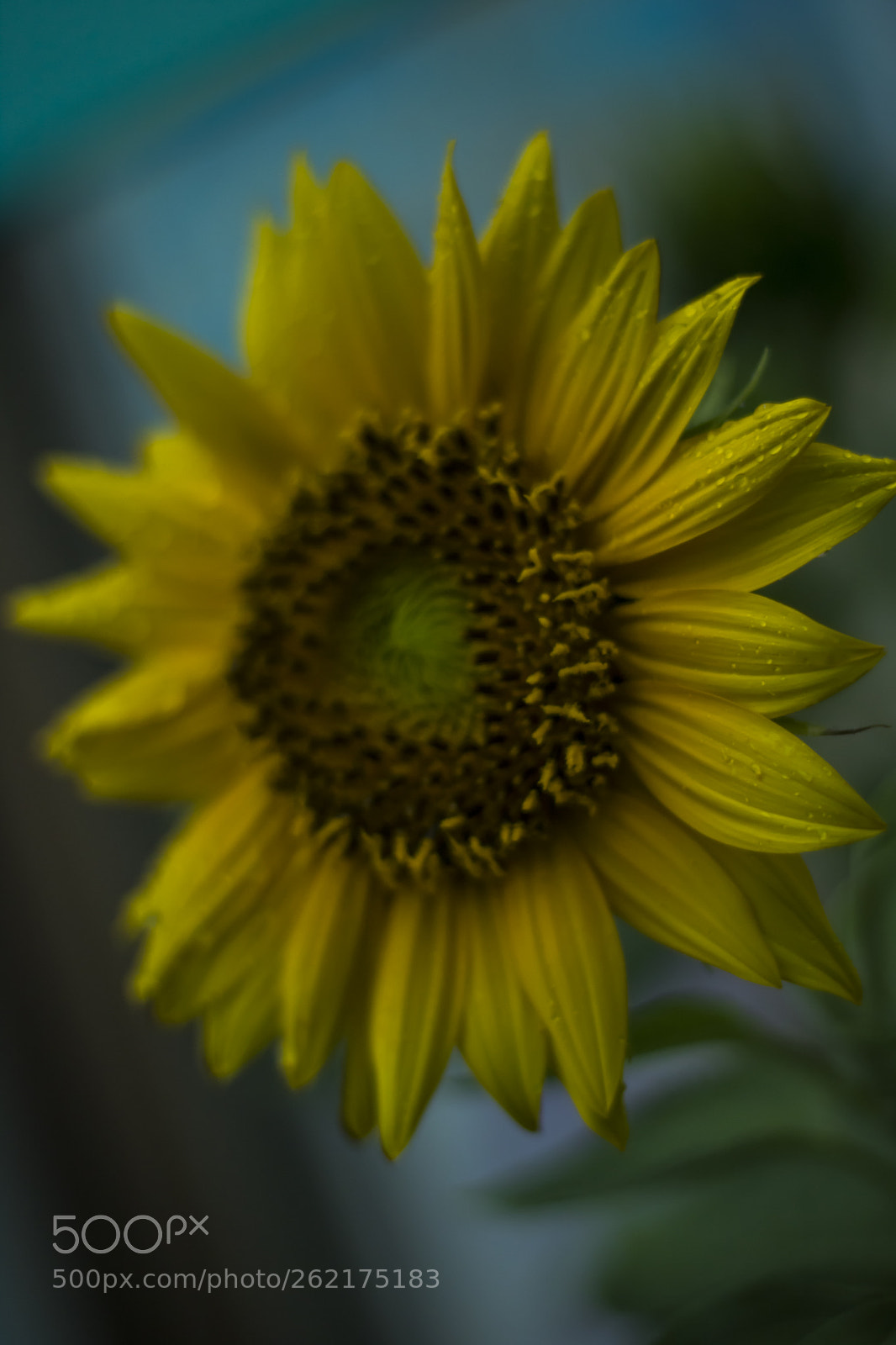 Canon EOS 750D (EOS Rebel T6i / EOS Kiss X8i) sample photo. Sunflower photography