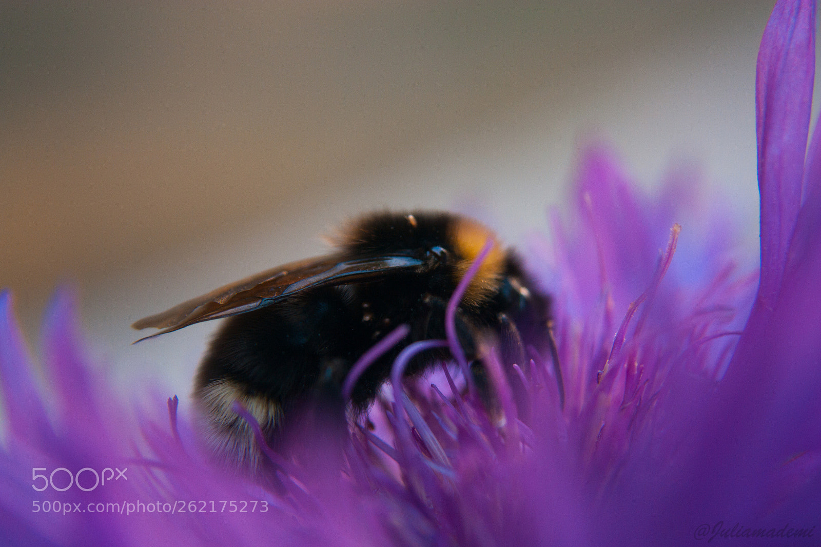 Canon EOS 450D (EOS Rebel XSi / EOS Kiss X2) sample photo. Bumblebee photography