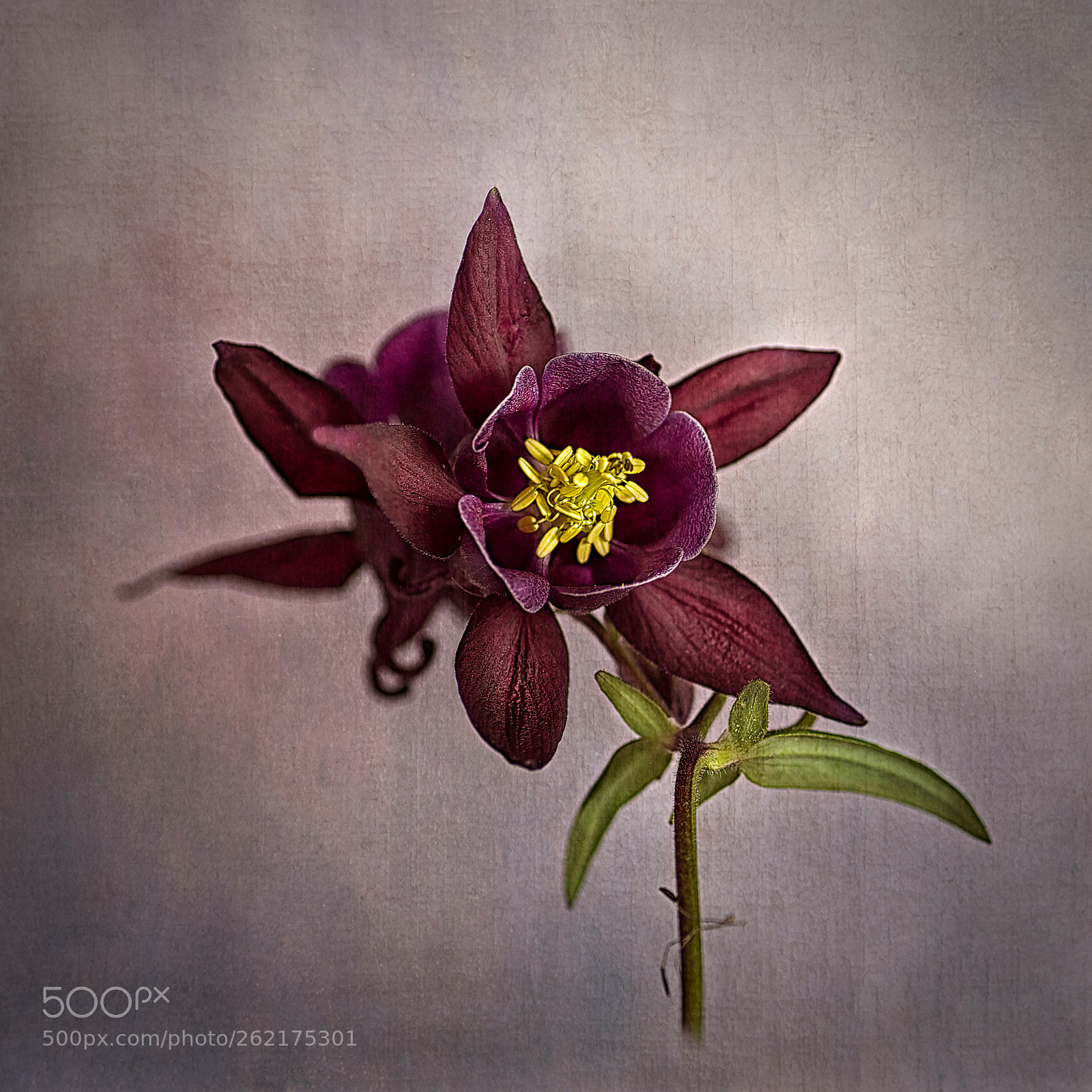 Canon EOS 6D sample photo. Columbine photography