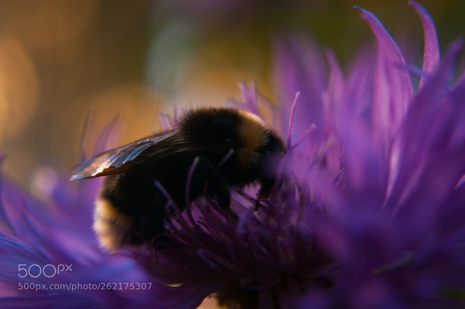 Canon EOS 450D (EOS Rebel XSi / EOS Kiss X2) sample photo. Bumblebee photography