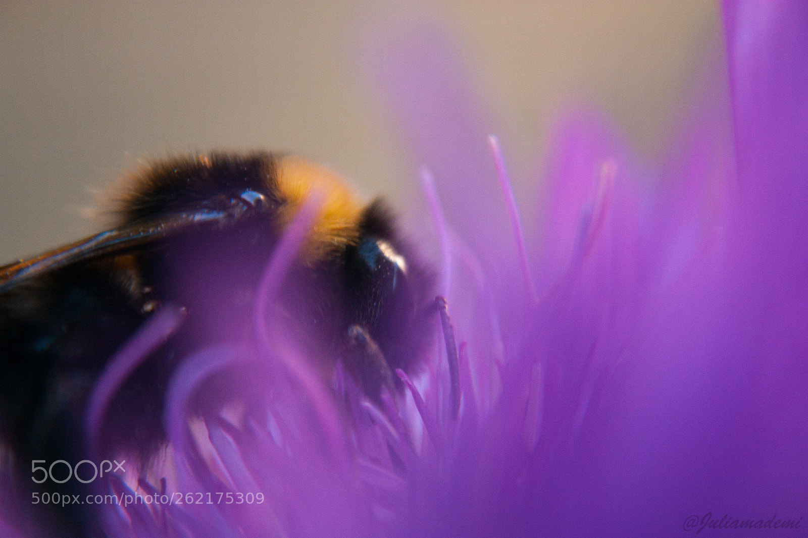 Canon EOS 450D (EOS Rebel XSi / EOS Kiss X2) sample photo. Bumblebee photography