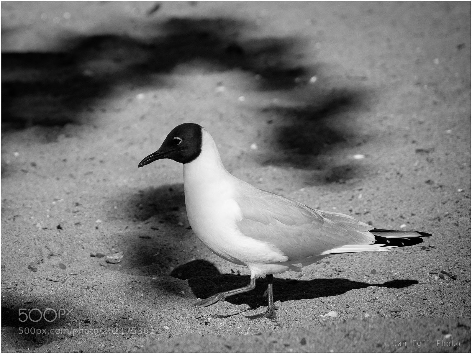 Olympus OM-D E-M1 Mark II sample photo. Gull photography