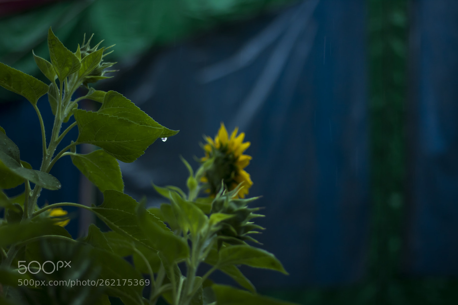 Canon EOS 750D (EOS Rebel T6i / EOS Kiss X8i) sample photo. Rain photography
