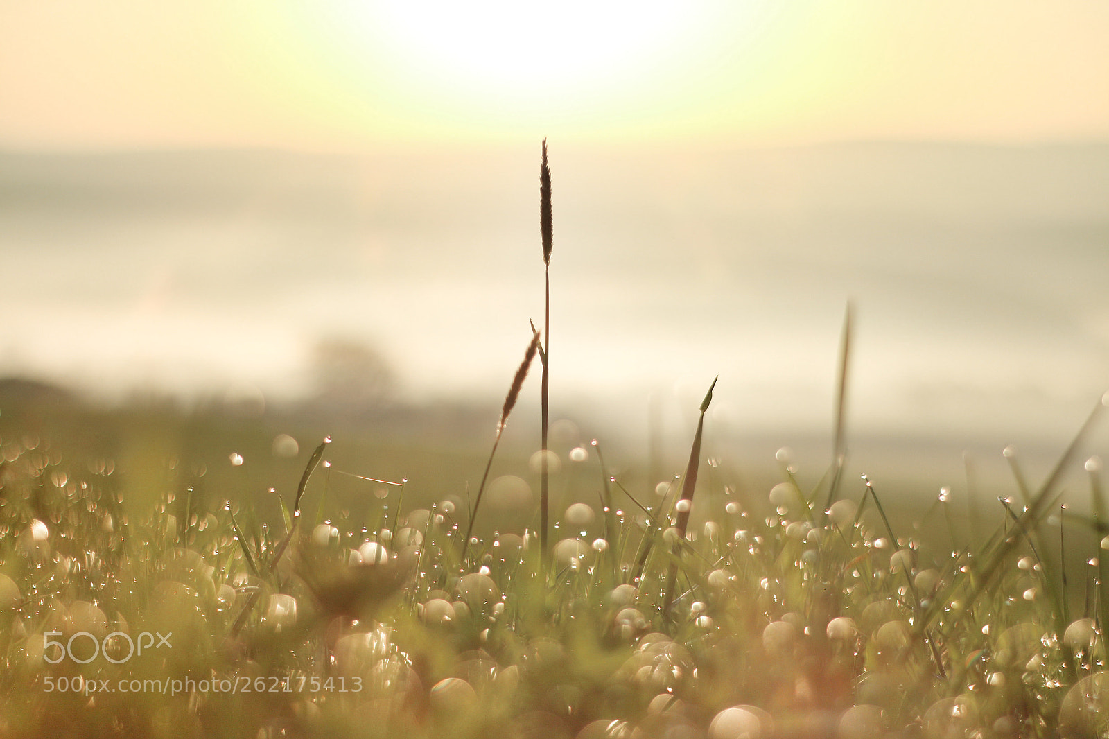Canon EOS M10 sample photo. Blurred dewdrops photography