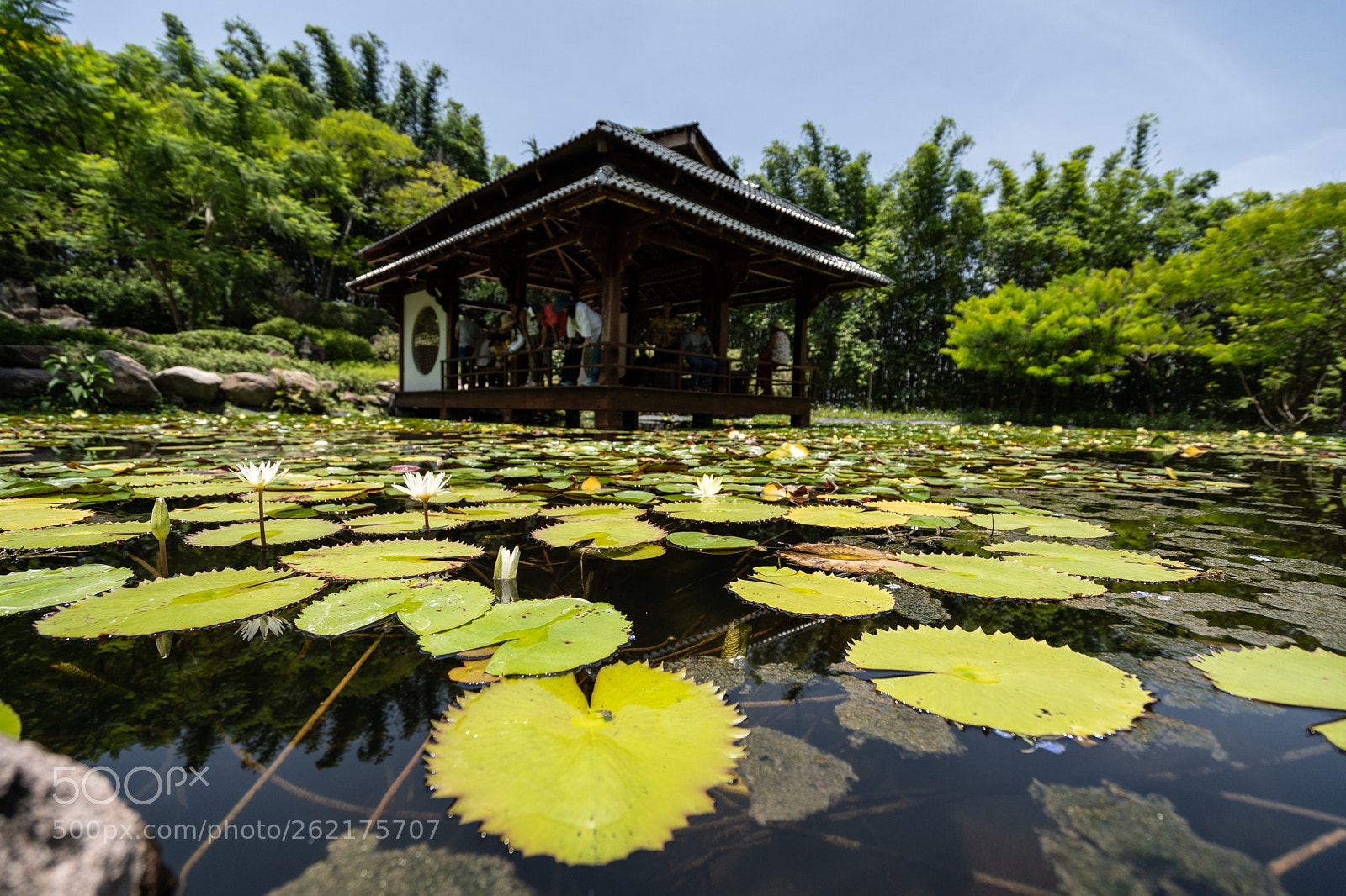 Sony a7 III sample photo. Lotus flowers floating around photography