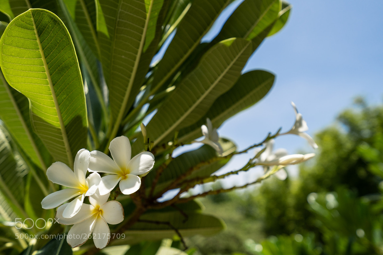 Sony a7 III sample photo. Plumerias at jardines de photography