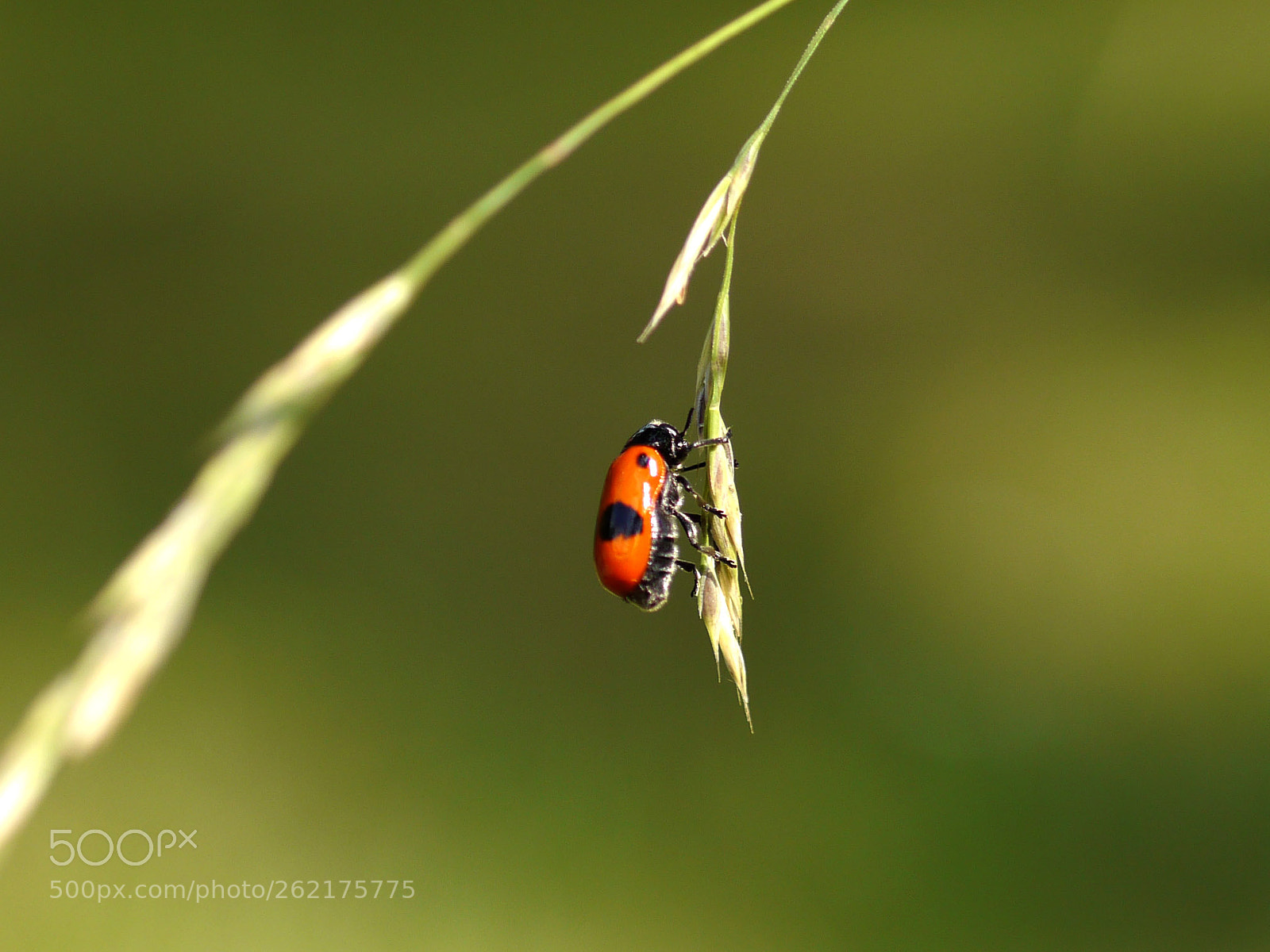 Panasonic Lumix DMC-G5 sample photo. Lady bug photography