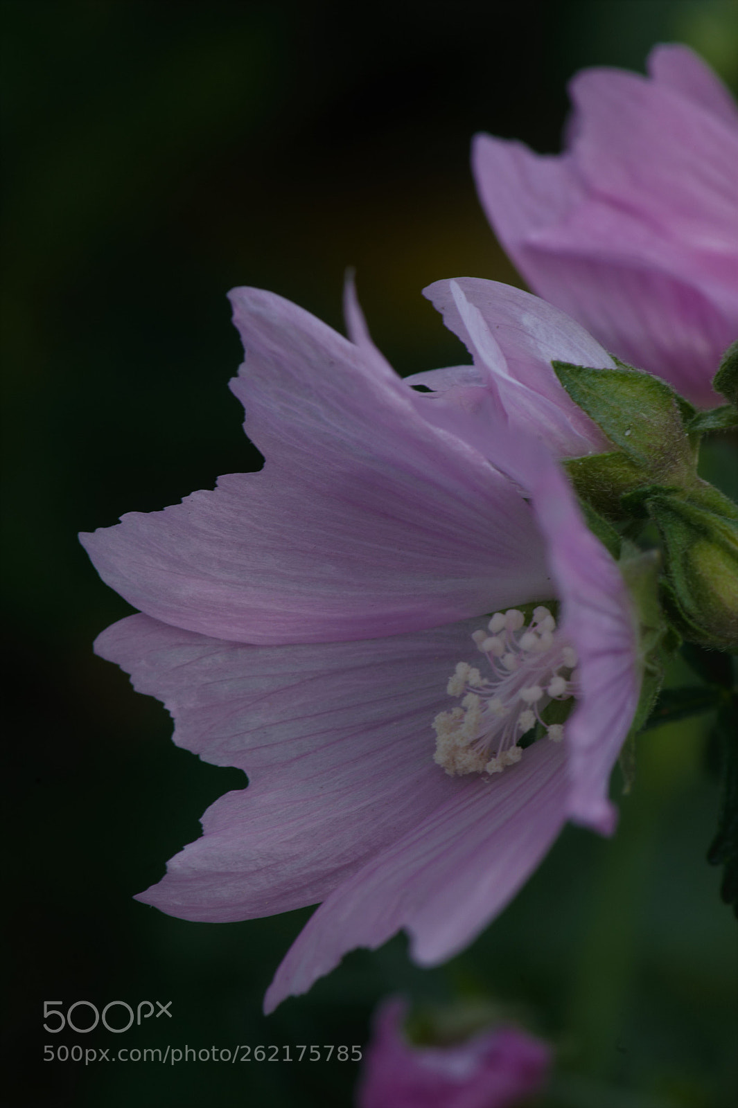 Nikon D700 sample photo. A unknown flower that photography