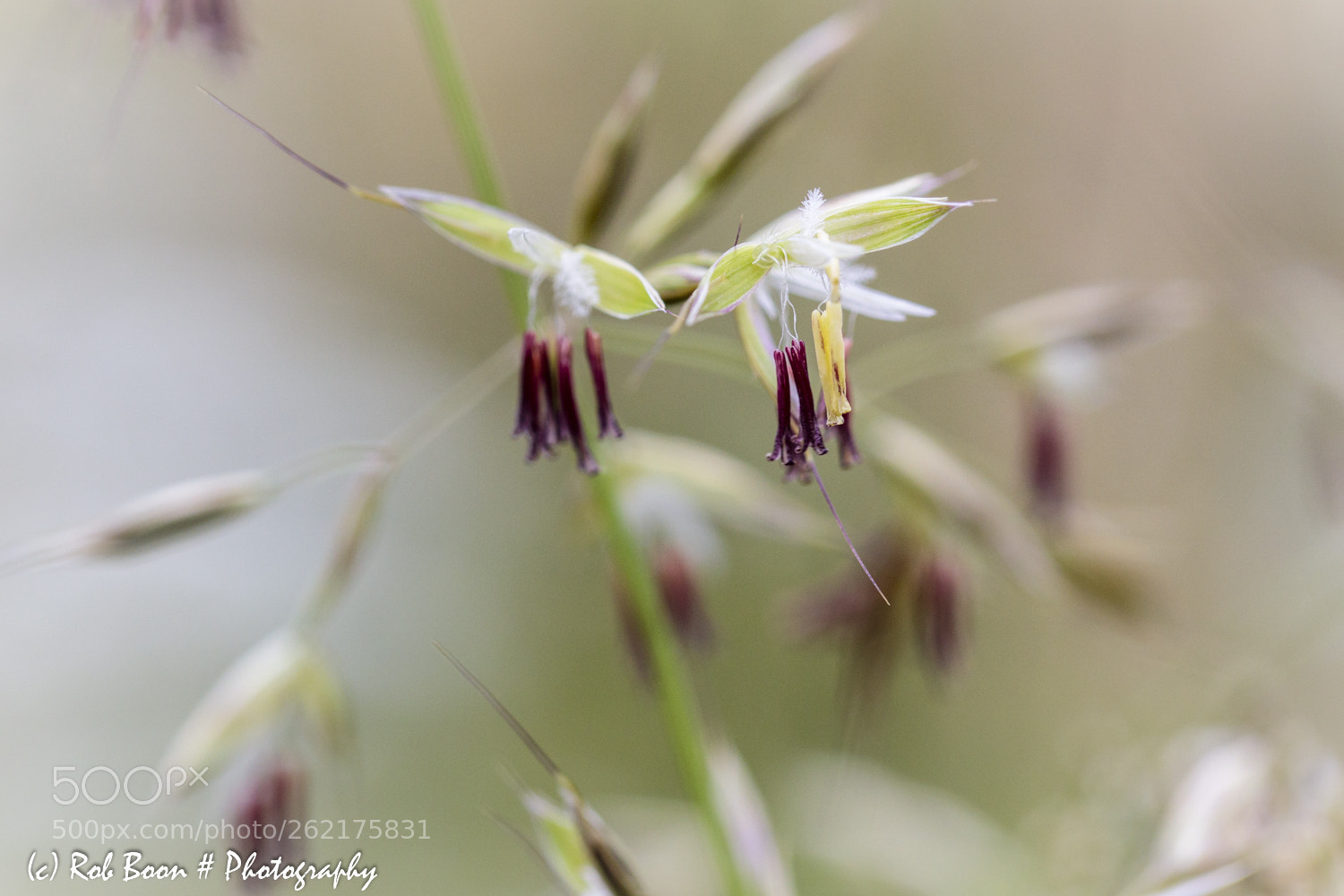 Canon EOS 5DS sample photo. Blooming grass photography