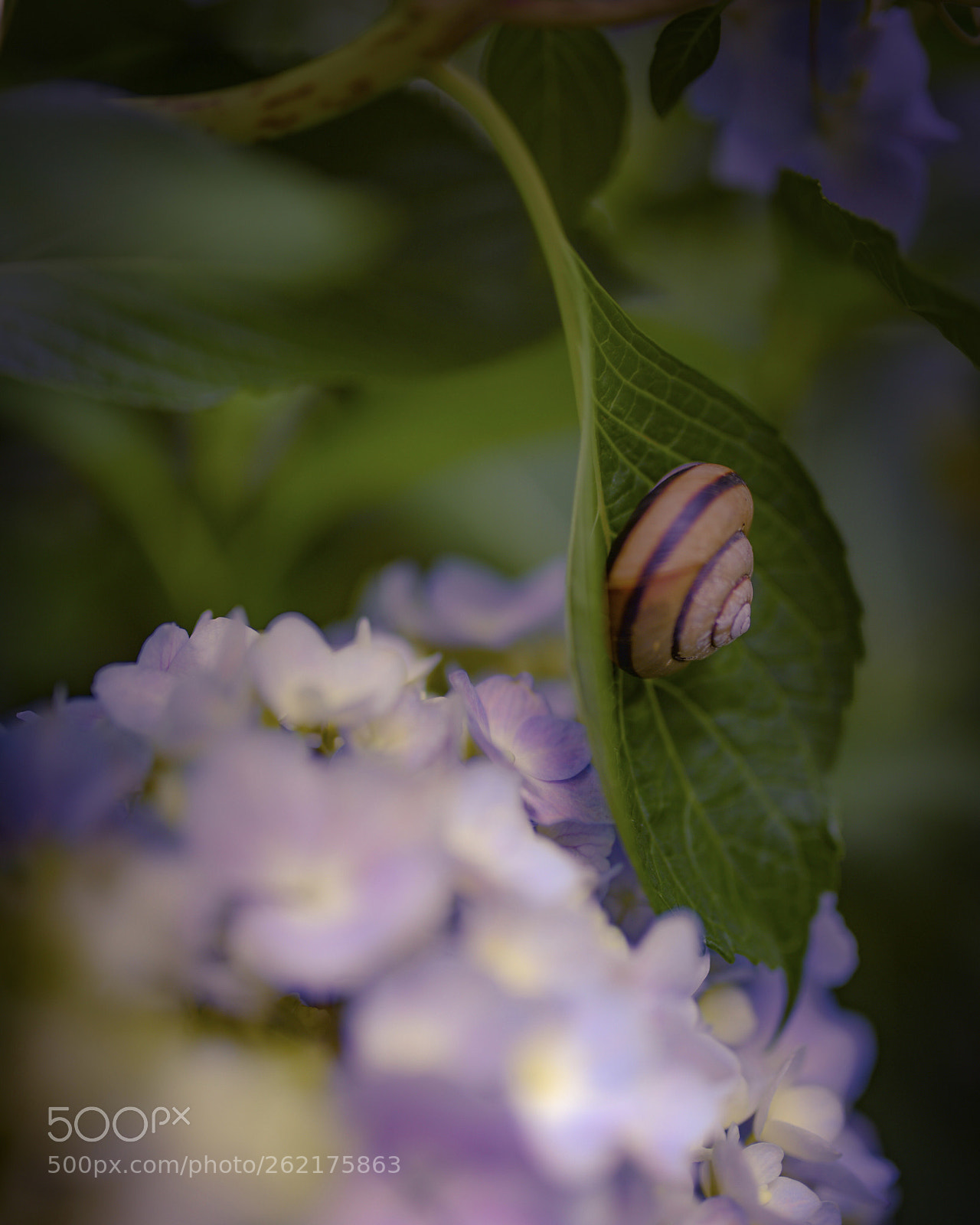 Nikon D810 sample photo. Purple photography