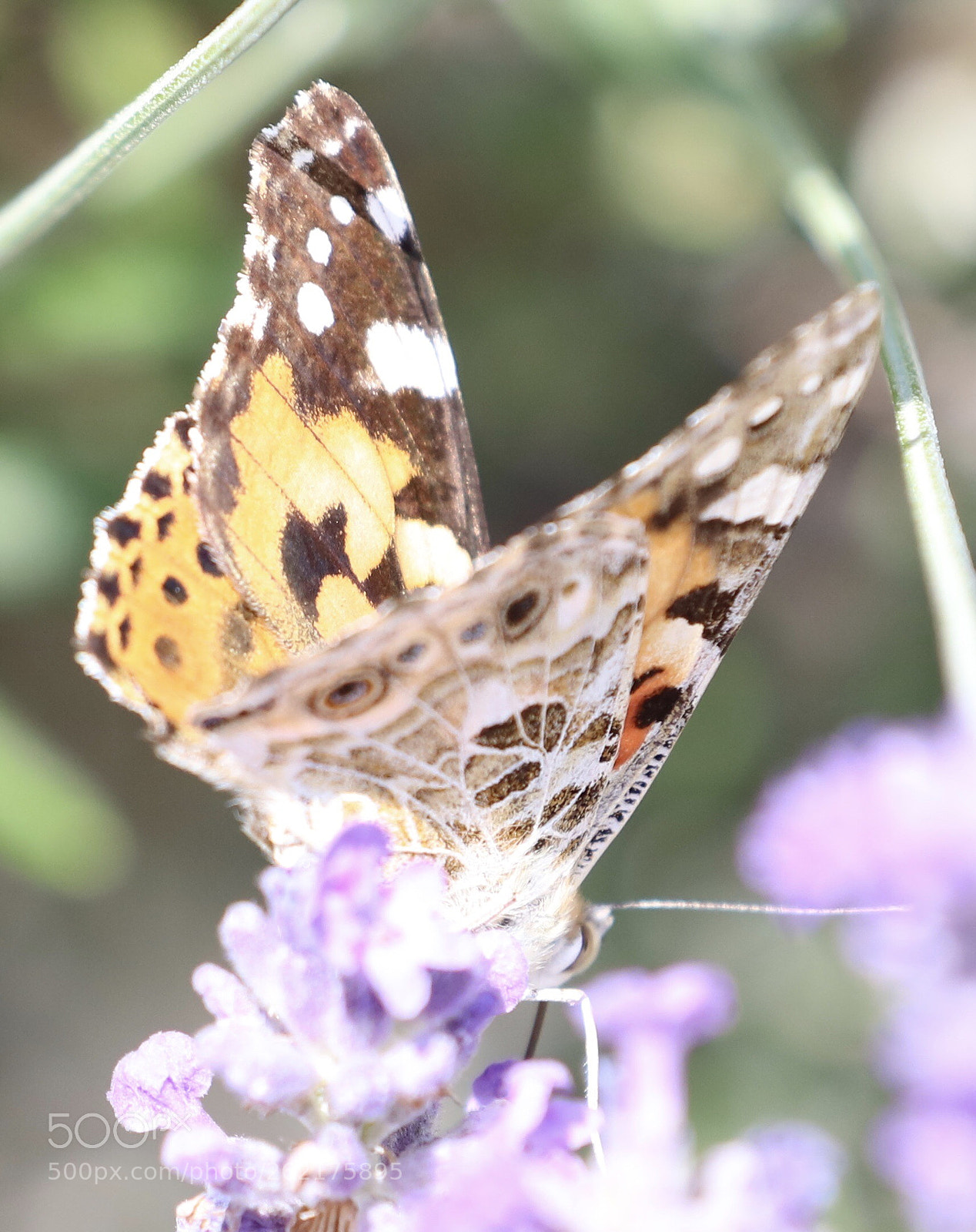 Canon EOS 5DS R sample photo. Untitled photography