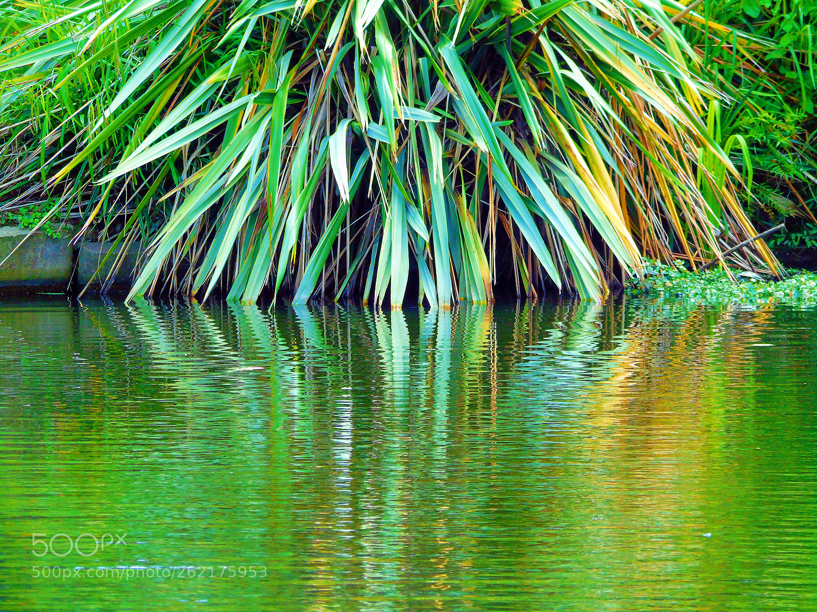 Sony Cyber-shot DSC-H400 sample photo. Reflection photography