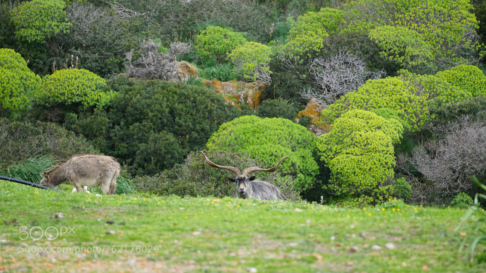 Sony E 55-210mm F4.5-6.3 OSS sample photo. Asinara photography