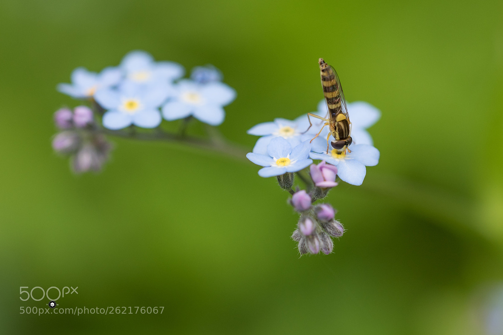 Nikon D750 sample photo. In verticale photography