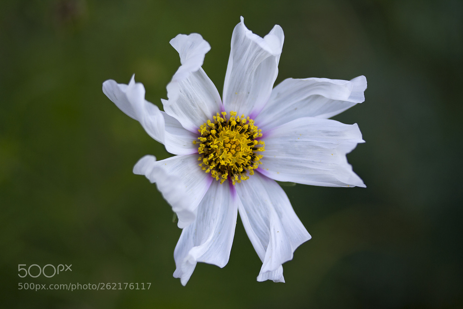 Canon EOS 60D sample photo. Cosmea photography