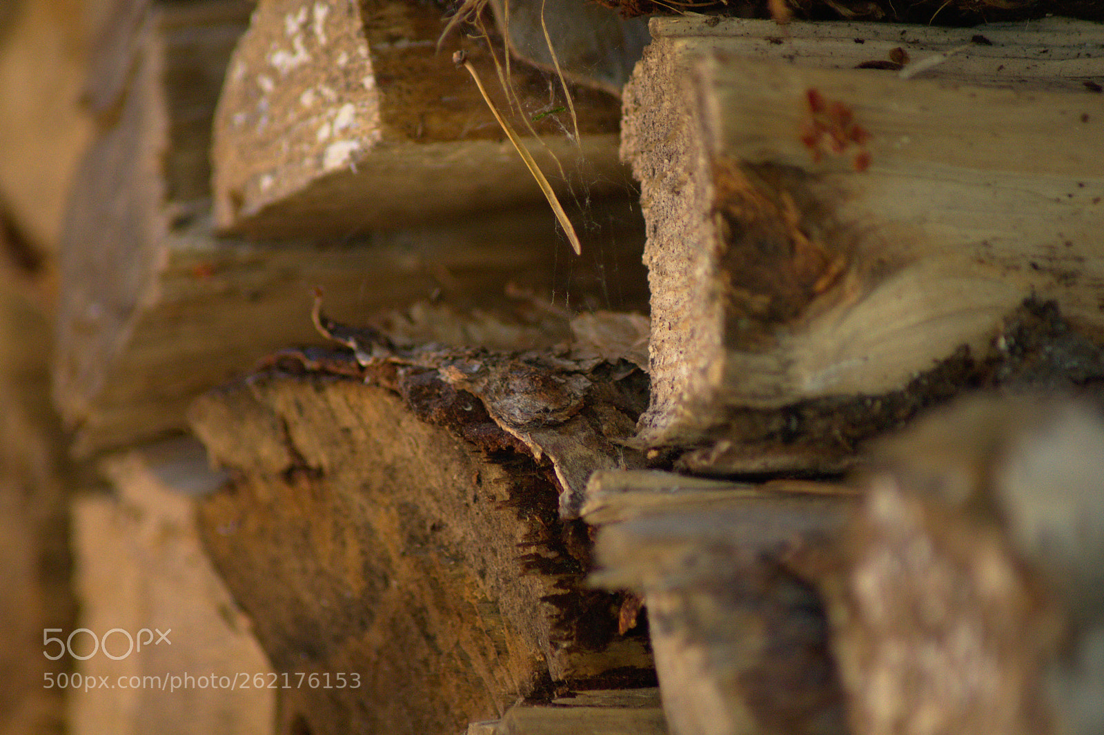 Nikon D5000 sample photo. Logs photography