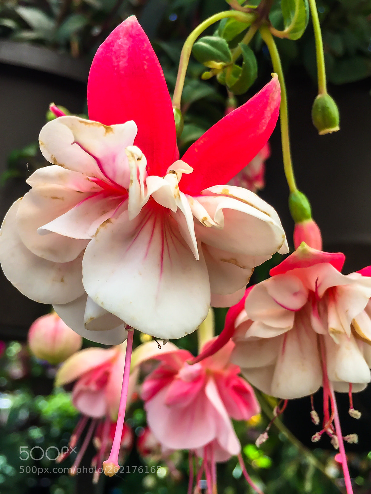 Apple iPhone 6 sample photo. Pink-white bell flowers photography