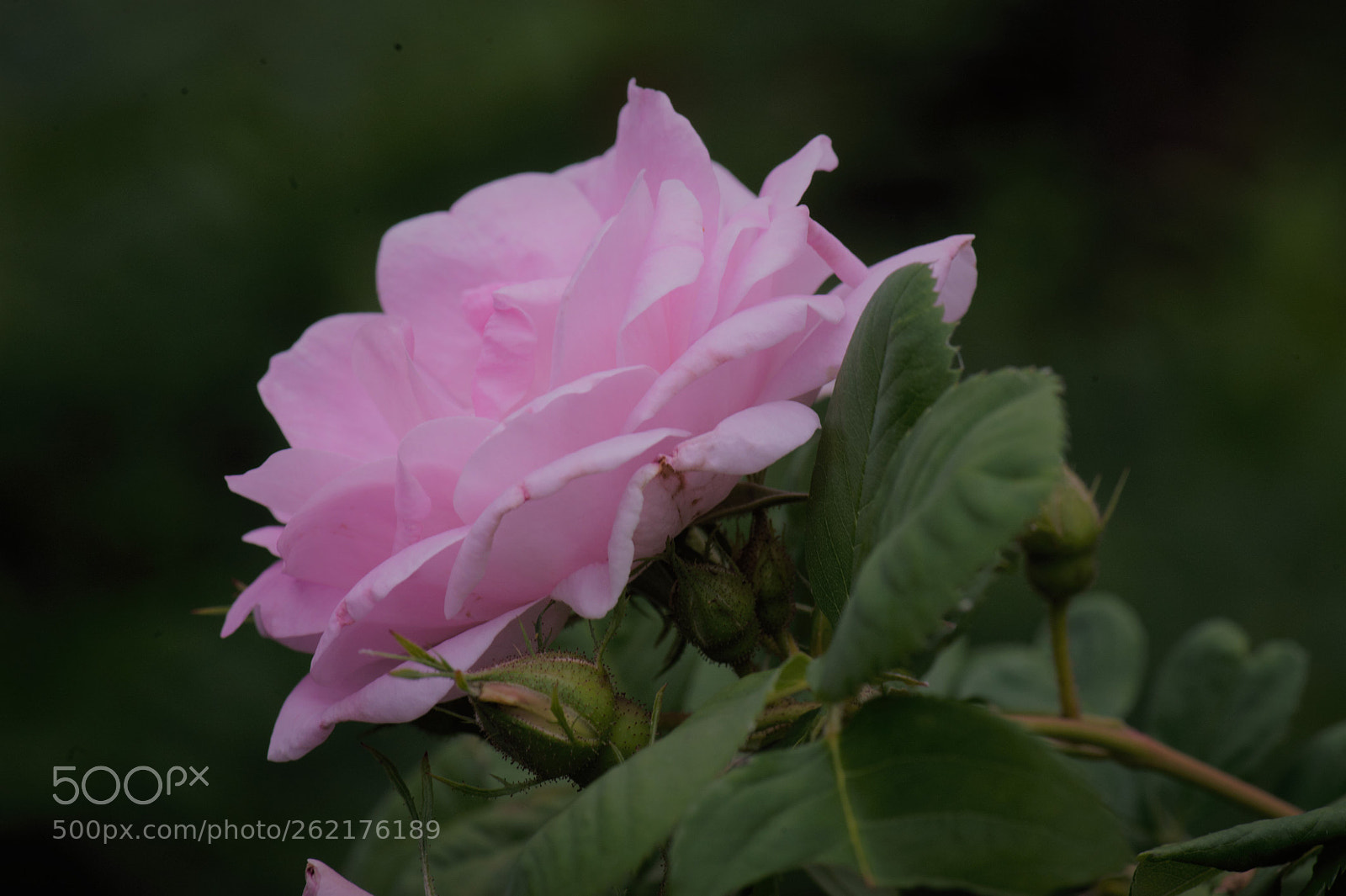 Nikon D700 sample photo. A pink rose on photography