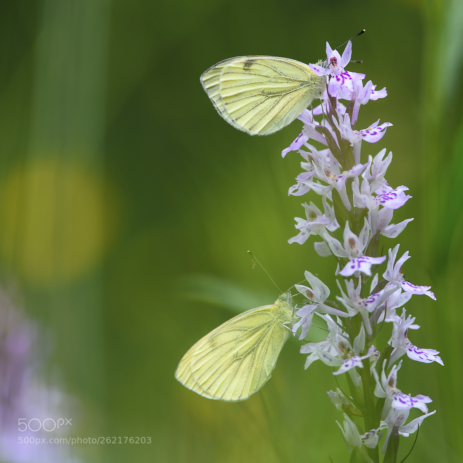 Nikon D750 sample photo. The beauty of summer photography