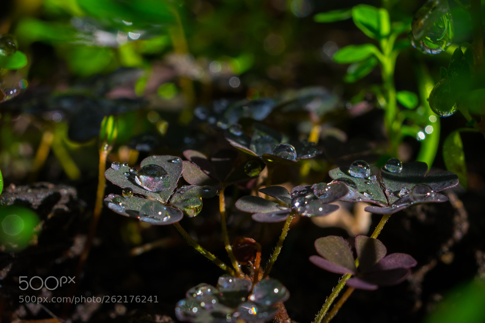 Nikon D3400 sample photo. Gotas en trébol photography