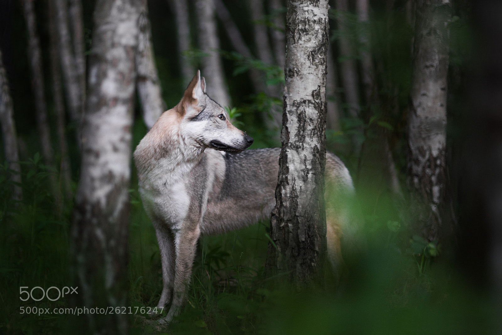 Nikon D610 sample photo. Wolfdog photography