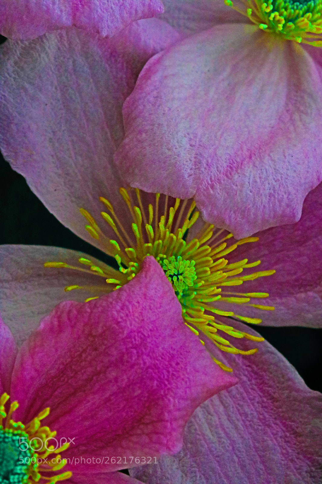 Canon EOS 760D (EOS Rebel T6s / EOS 8000D) sample photo. Clematis montana i photography