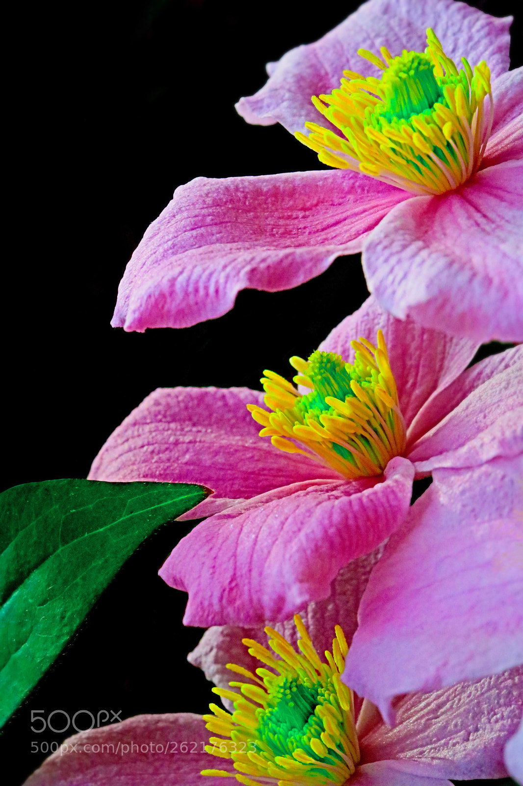 Canon EOS 760D (EOS Rebel T6s / EOS 8000D) sample photo. Clematis montana ii photography