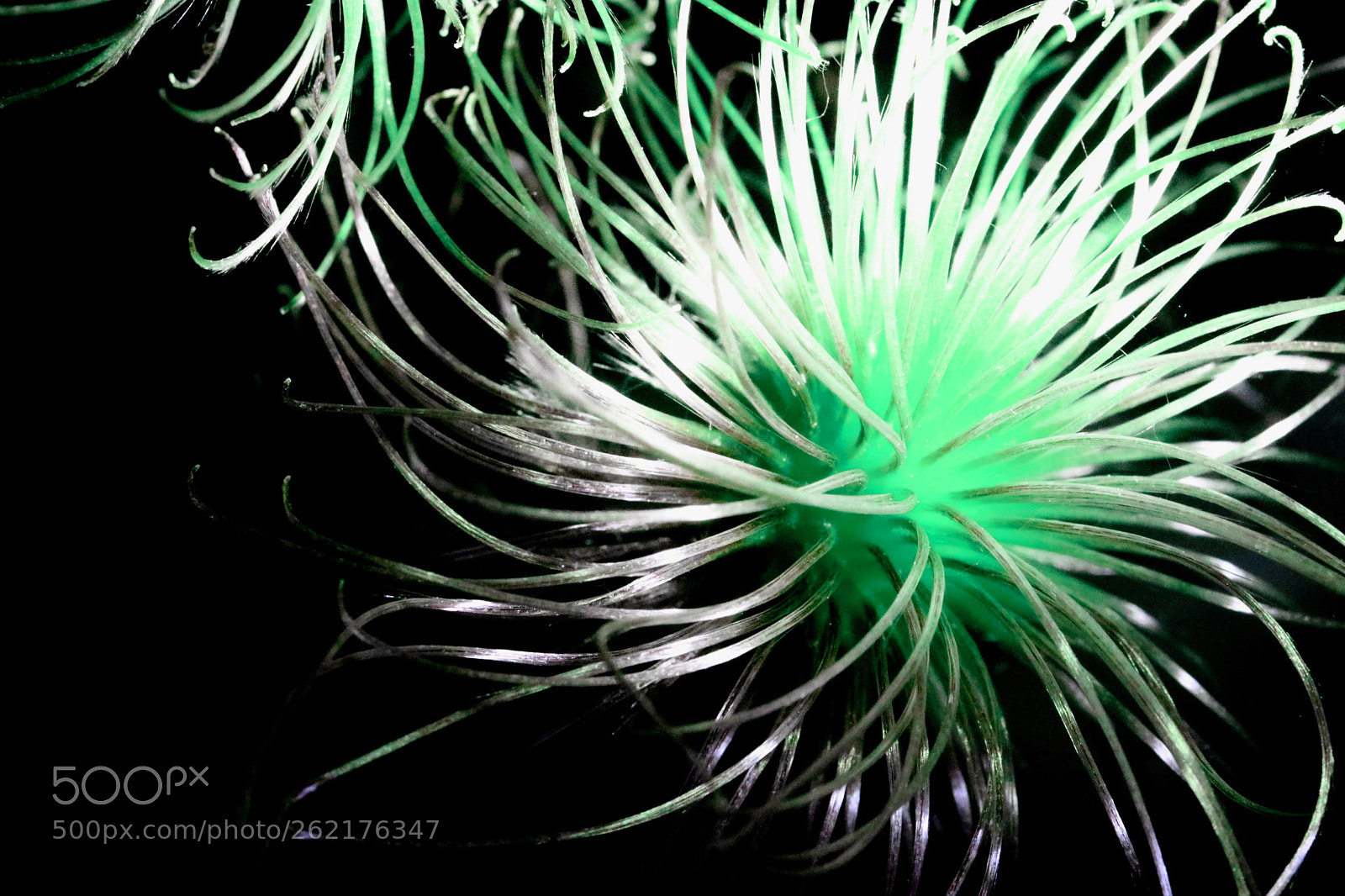 Canon EOS 760D (EOS Rebel T6s / EOS 8000D) sample photo. Life and death clematis photography