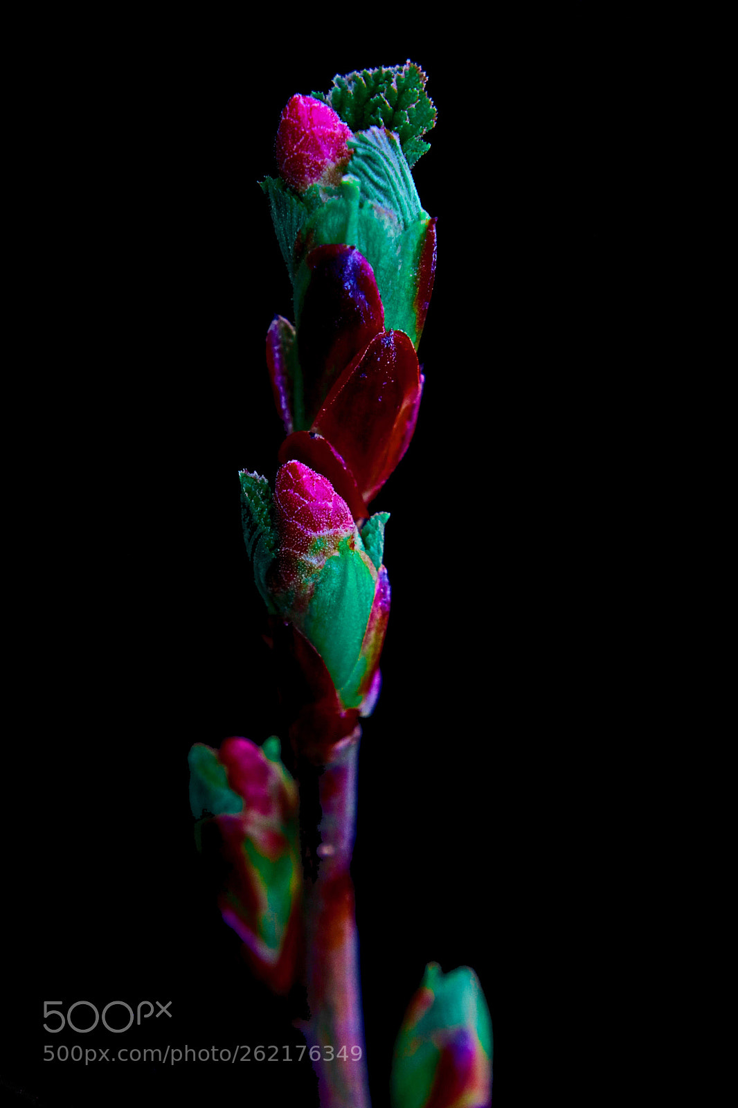 Canon EOS 760D (EOS Rebel T6s / EOS 8000D) sample photo. Flowering currant waking up photography