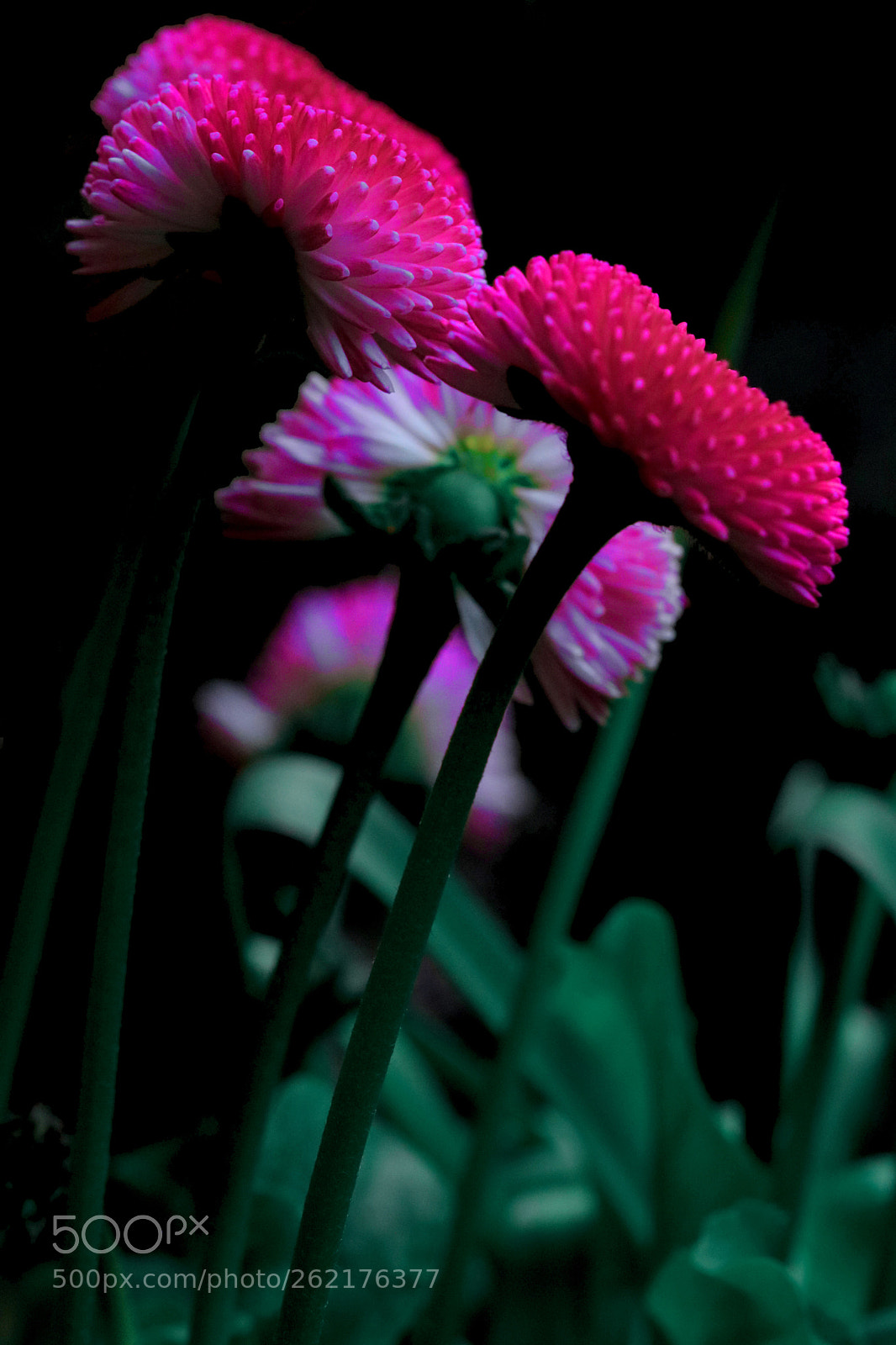 Canon EOS 760D (EOS Rebel T6s / EOS 8000D) sample photo. Untitled photography