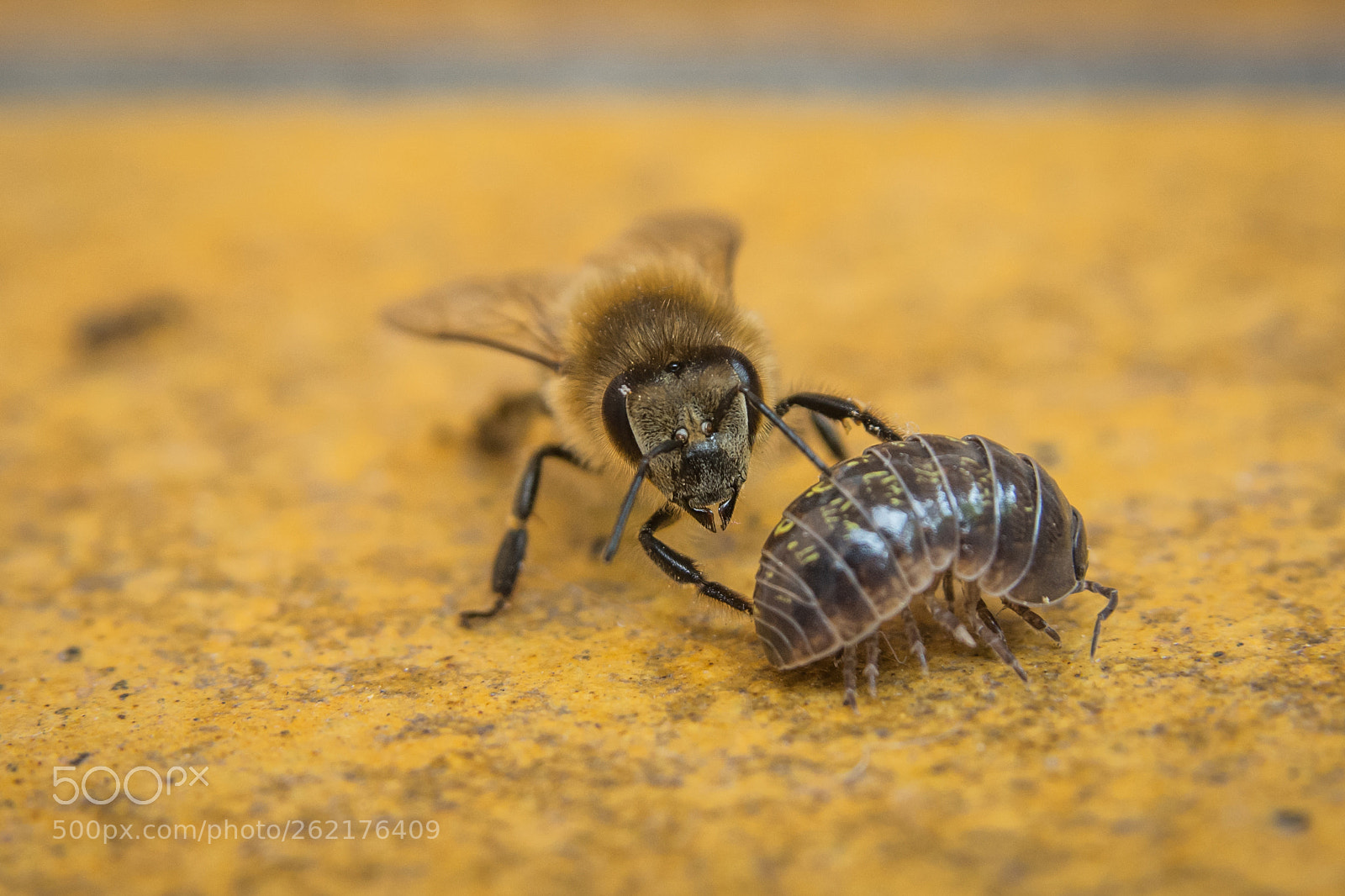 Nikon D7100 sample photo. Duel photography