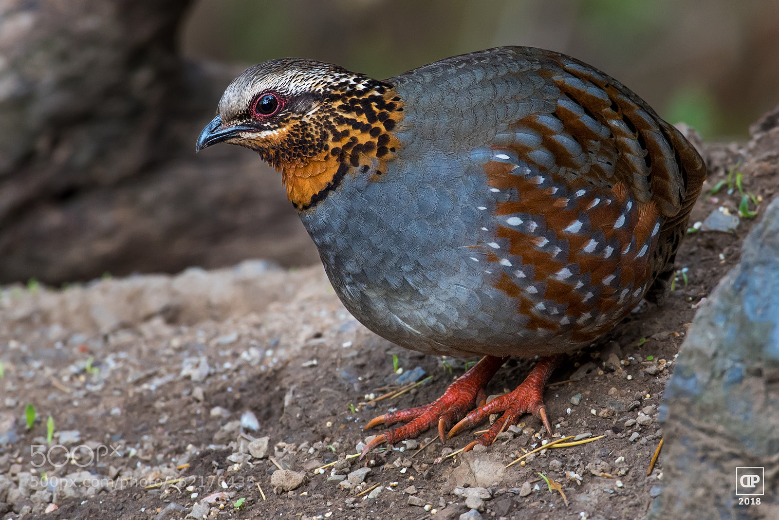 Nikon D750 sample photo. Rufous-throated partridge photography