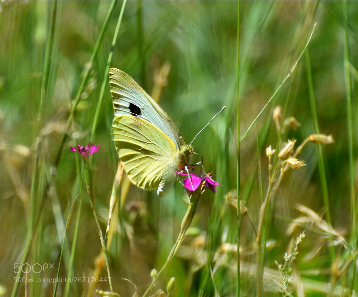 Nikon D3400 sample photo. A butterfly photography