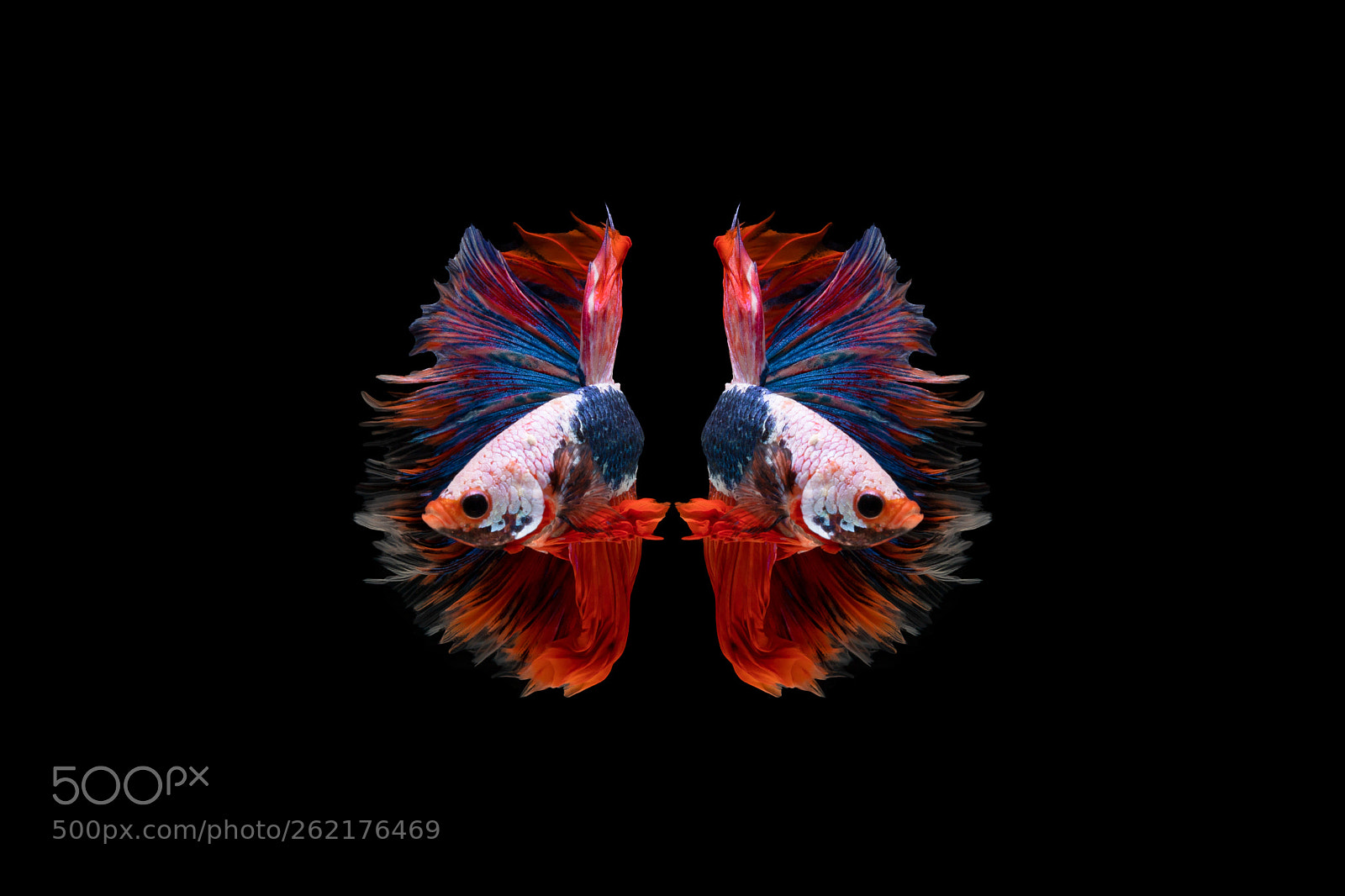 Canon EOS 6D Mark II sample photo. Halfmoon betta beautiful fish photography