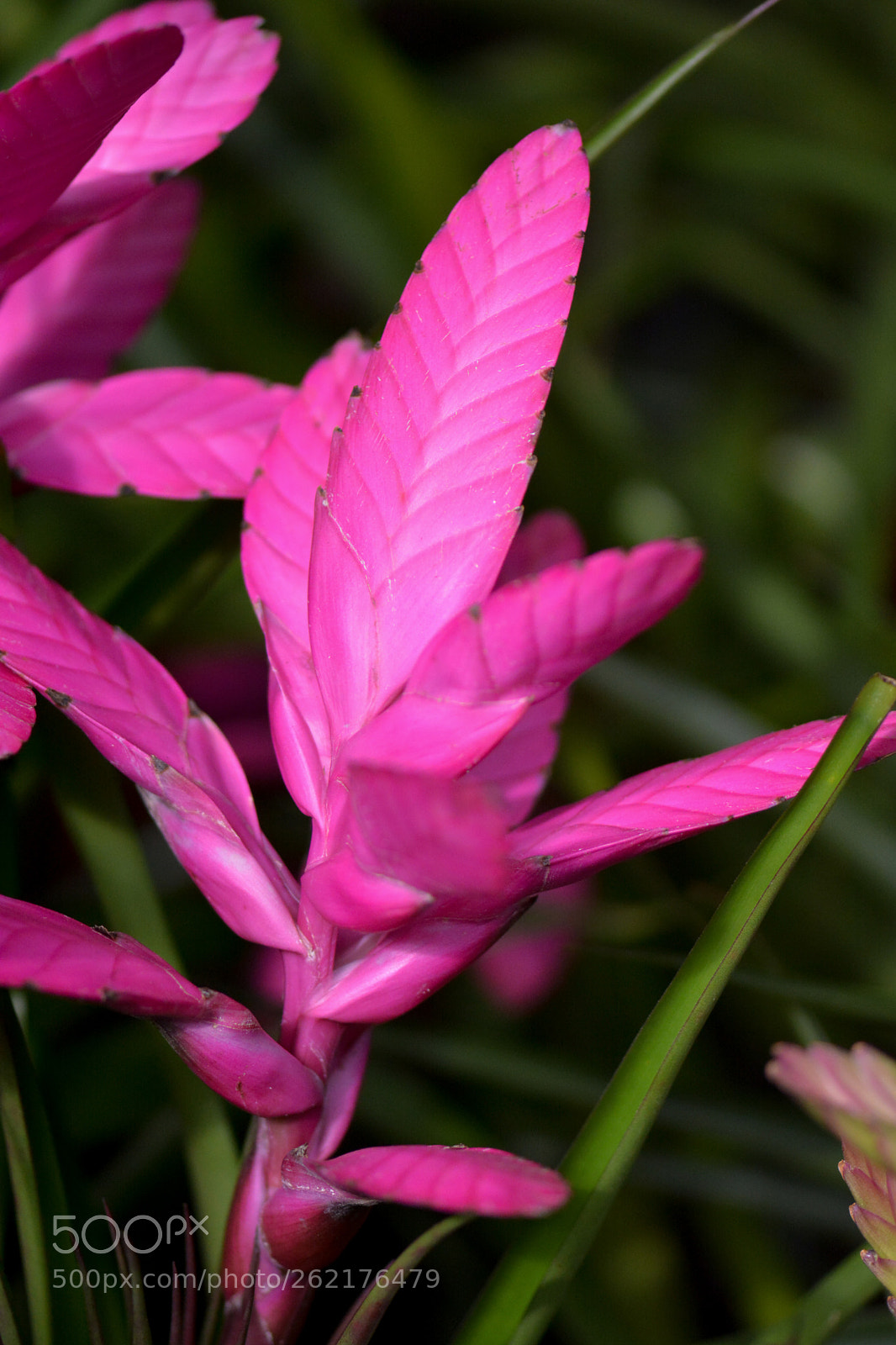 Nikon D7100 sample photo. A unusualy pink beauty photography