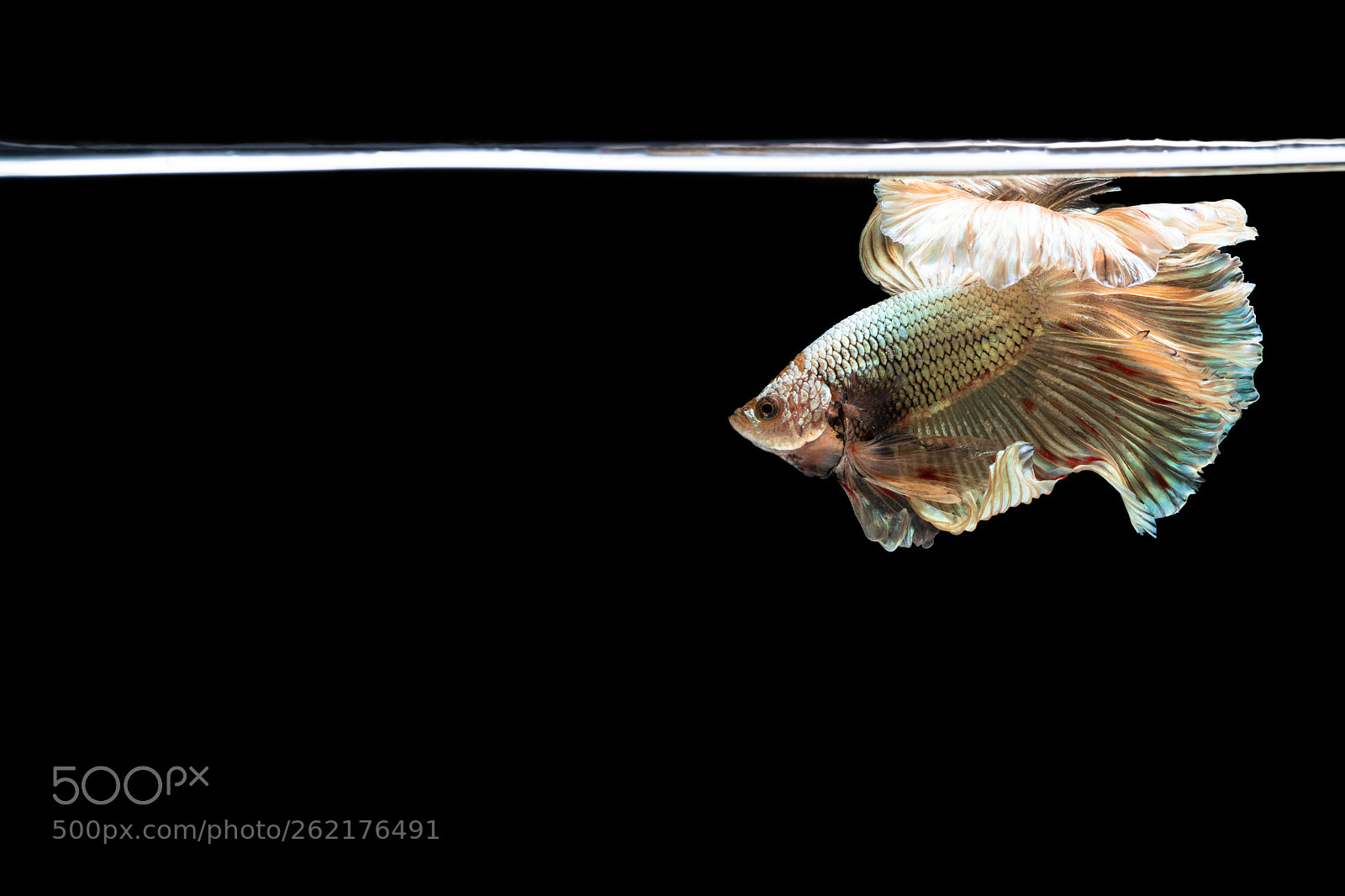 Canon EOS 6D Mark II sample photo. Halfmoon betta beautiful fish photography