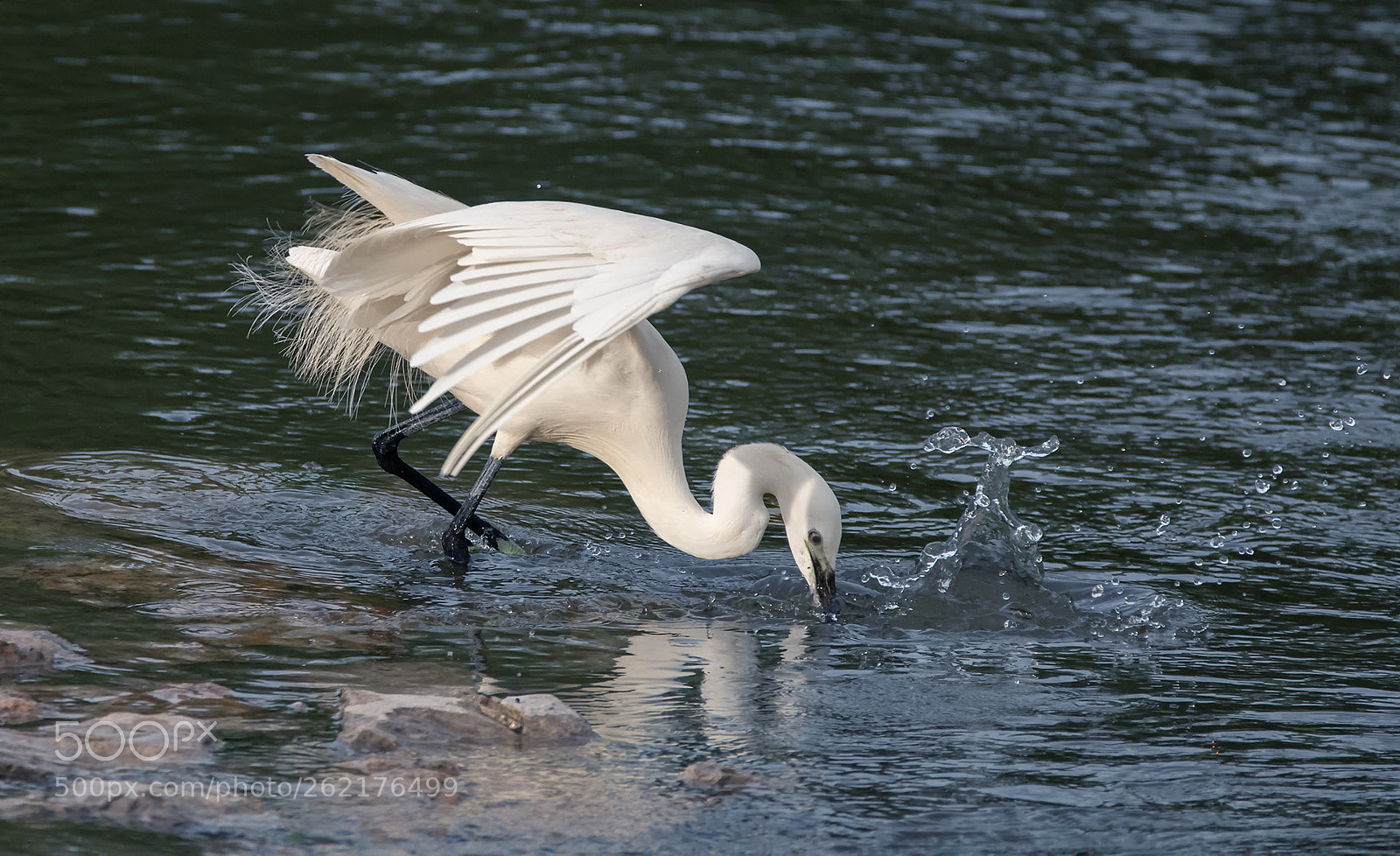 Nikon D850 sample photo. Heron photography