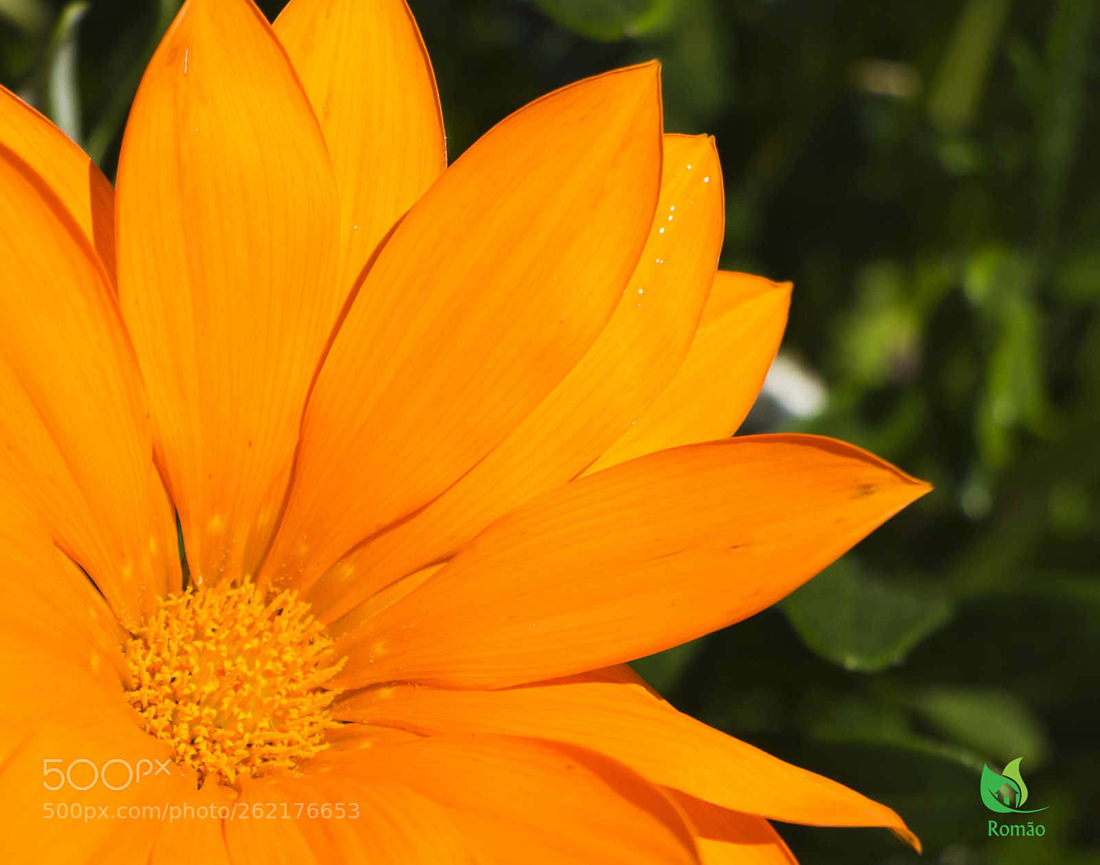 Canon EOS 70D sample photo. Hot photography
