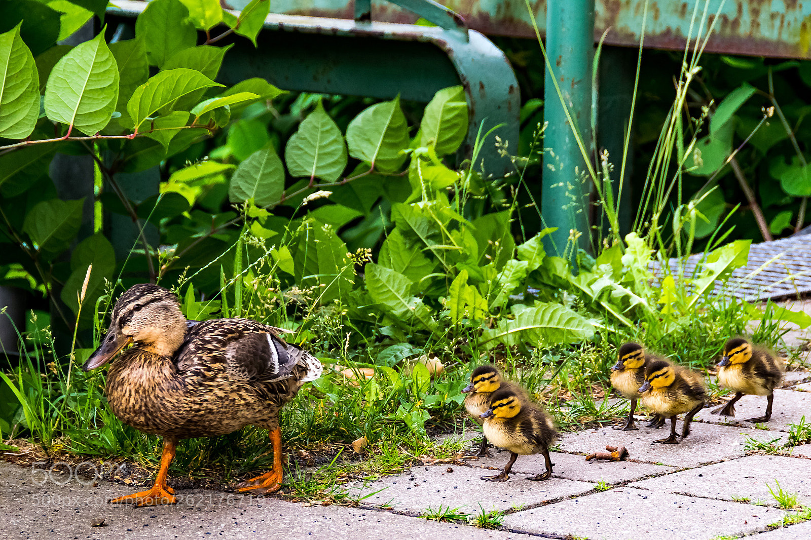 Nikon D5300 sample photo. Ausflug photography
